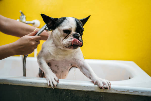 istock French bulldog in a shower 1257731873
