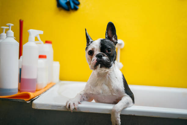 istock French bulldog in a shower 1257731897
