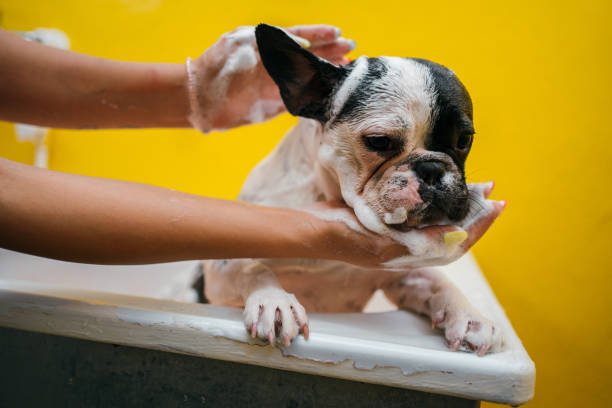 istock French bulldog in a shower 1257731904