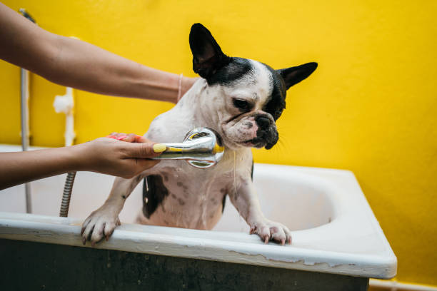 istock French bulldog in a shower 1257731910
