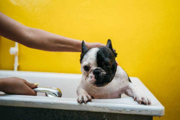 istock French bulldog in a shower 1257731923