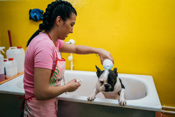 istock French bulldog in the grooming 1257731928