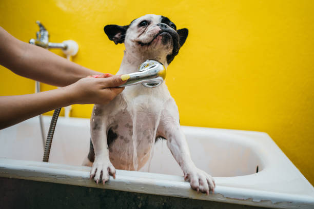 French bulldog in a shower