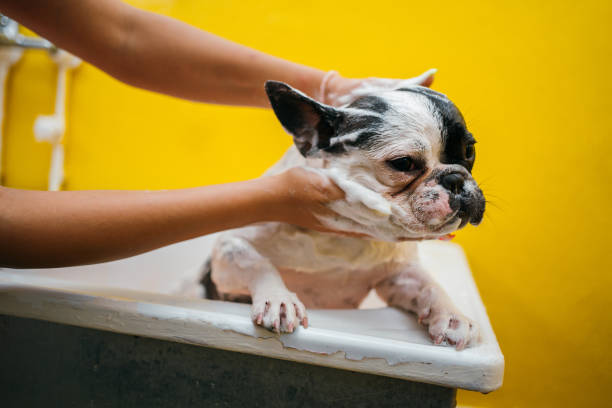 istock French bulldog in a shower 1257731952