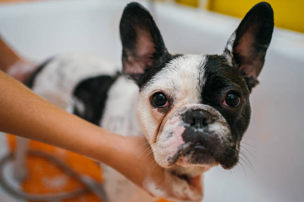 istock French bulldog in a shower 1257731954