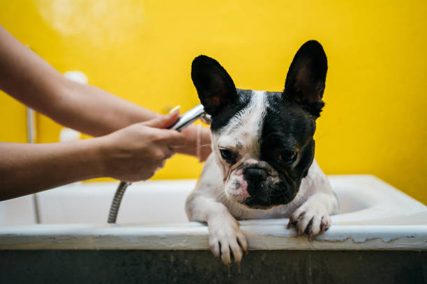 istock French bulldog in a shower 1257731961
