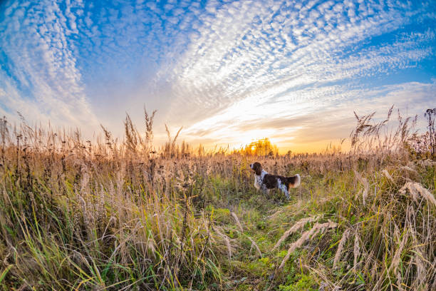 Brown and White English Springer Spaniel Dog on autumn field