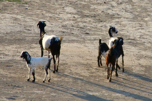 Stock photo showing small group of five goats (Capra hircus) on waste land. Goats in India are often referred to as 'poor man's cow' as they are used for milk, meat and skin.