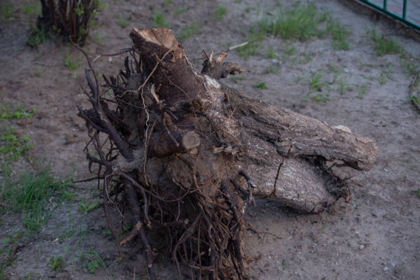 istock Fallen tree. Torn tree root. a torn tree with roots from under the ground lies on the ground in leaves 1257733386