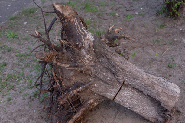 istock Fallen tree. Torn tree root. a torn tree with roots from under the ground lies on the ground in leaves 1257733403
