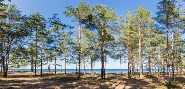 Coolness in the forest in the summer heat on the shores of the Baltic Sea