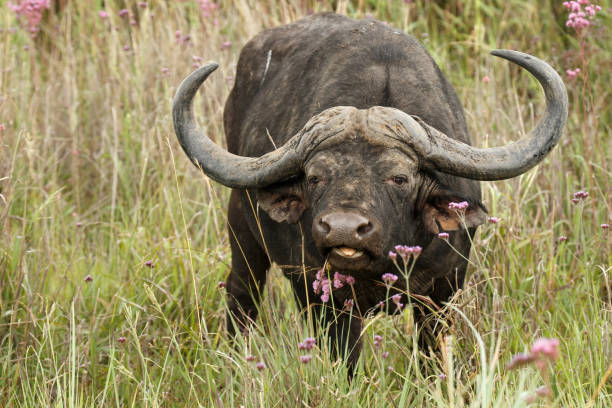 bufallo bull - kruger national park national park southern africa africa imagens e fotografias de stock