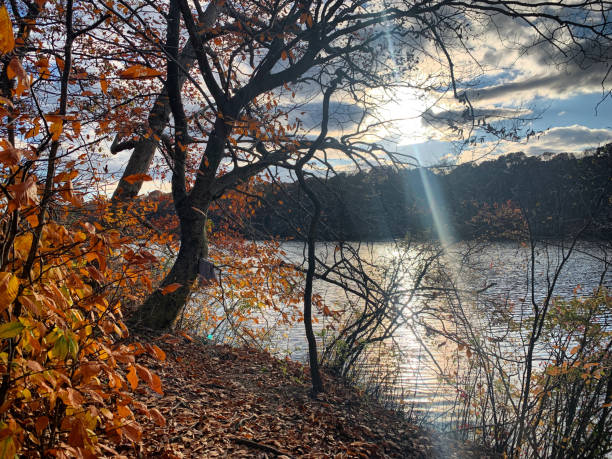 Fall foliage along a lake