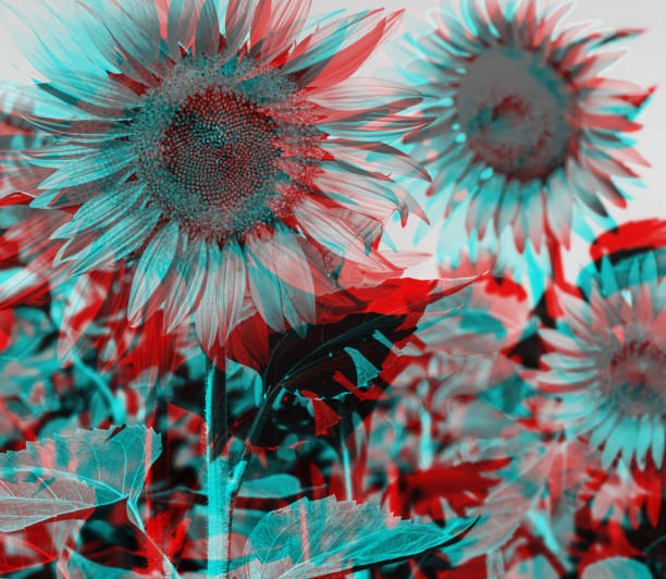 anaglypheneffekt von sonnenblumen. - anaglyph stock-fotos und bilder