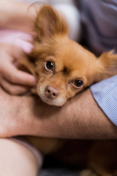 el chihuahua pelirrojo de pelo largo yace en manos del dueño. mascota de casa. - long haired chihuahua mixed breed dog purebred dog long hair fotografías e imágenes de stock