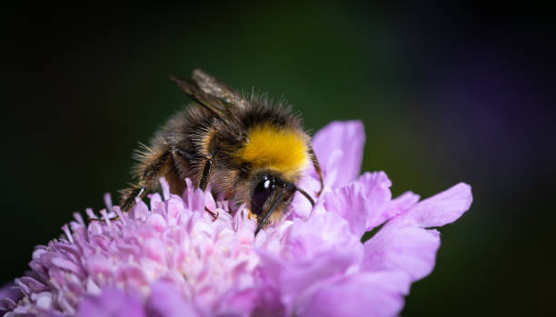 istock Bumblebee collecting nectar on beautiful flowers 1257738750