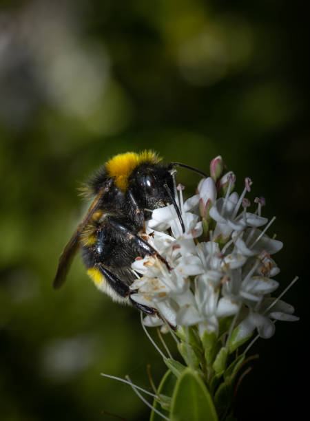 istock Bumblebee collecting nectar on beautiful flowers 1257738960