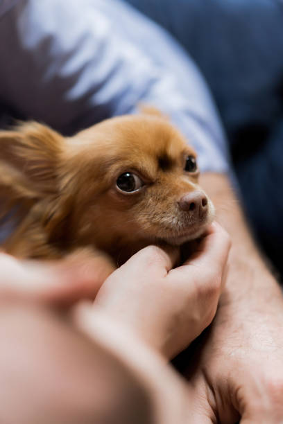 il chihuahua dai capelli lunghi dai capelli rossi giace nelle mani del proprietario. animale domestico domestico. - long haired chihuahua mixed breed dog purebred dog long hair foto e immagini stock