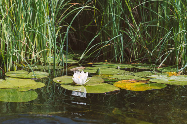 istock White flower from water lily 1257739297