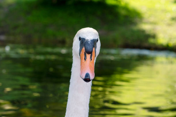 White swan in the river