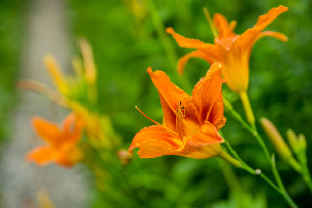 istock Day-lily flower in the garden 1257741462