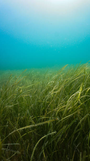 porthdinllaen seagrass pen llŷn, уэльс - sea grass стоковые фото и изображения