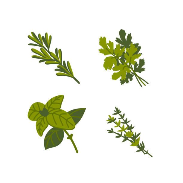 zioło kulinarne. typowe aromatyczne zioła do gotowania na białym tle. płaska ilustracja rysowana ręcznie wektorowa - mint herb vegetable freshness stock illustrations