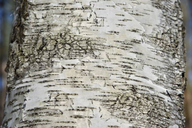istock Natural background of the birch tree trunk bark. White wood texture 1257745115