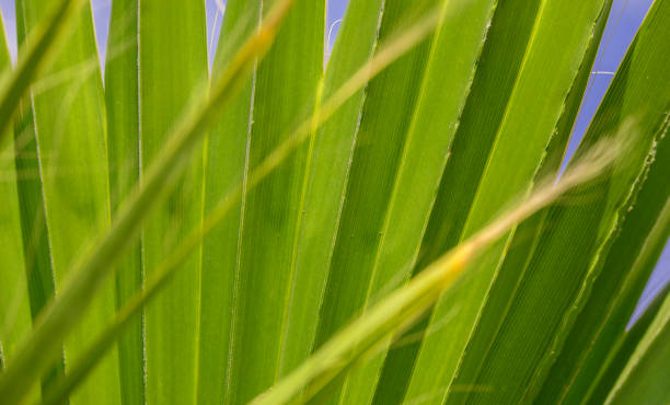 istock Palm leaves in close-up on a sunny day 1257745580