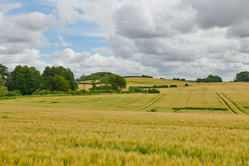 Danish landscape as it is recognized on Sydfyn - Southern part of the island Funen with rolling hills and fields