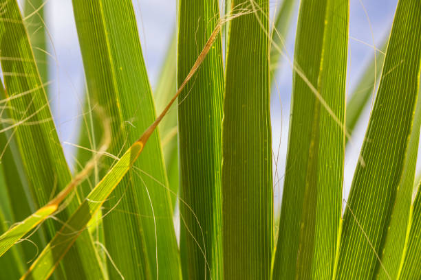 istock Palm leaves in close-up on a sunny day 1257745601