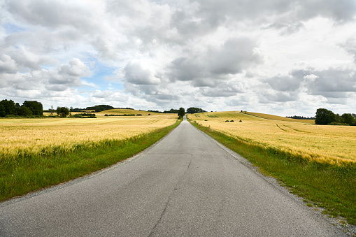 Danish landscape as it is recognized on Sydfyn - Southern part of the island Funen with rolling hills and fields. Small countryside road crossing barley fields