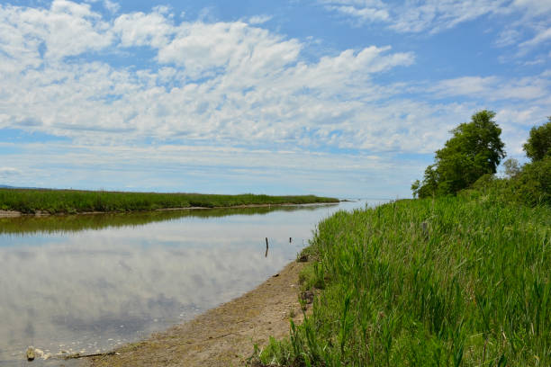 istock Punta Sdobba Wetland in Italy 1257746515