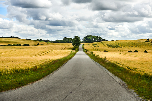 Danish landscape as it is recognized on Sydfyn - Southern part of the island Funen with rolling hills and fields. Small countryside road crossing barley fields