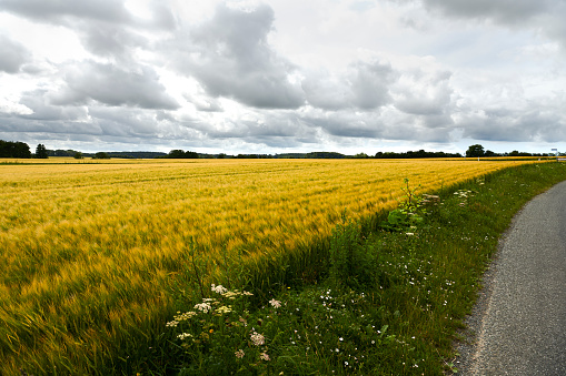 Danish landscape as it is recognized on Sydfyn - Southern part of the island Funen with rolling hills and fields. Small countryside road crossing barley fields