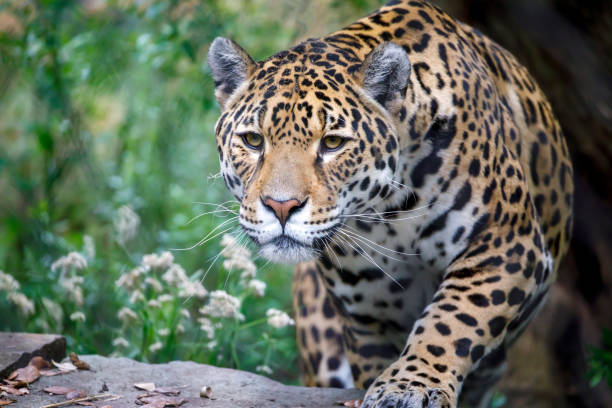 istock Closeup portrait of Jaguar on blurred background 1257747018