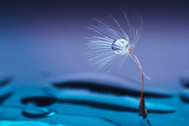 istock Macro photo, dandelion seeds in dew drops on a mystical blue background 1257748841