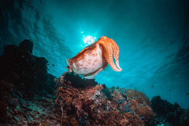 istock Cuttlefish swimming among coral reef 1257751072