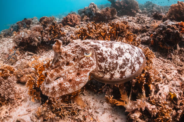 istock Cuttlefish swimming among coral reef 1257751113