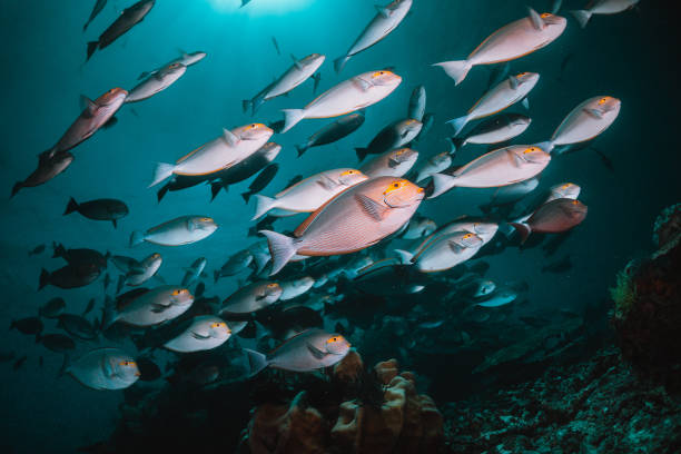 istock Underwater coral and fish scene, fish swimming among colorful coral reef 1257752425