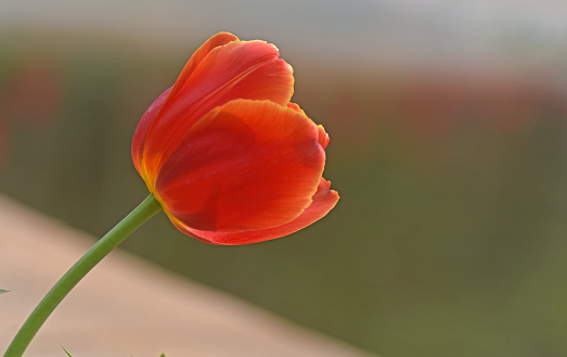 Close-up of the Beautiful red tulip in day light  out of focus background in the park, New Delhi India.