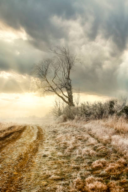 Lonely winters tree against a dramatic stormy sky with the sun bursting through