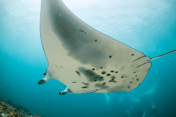 istock Manta ray swimming in clear blue water 1257752826