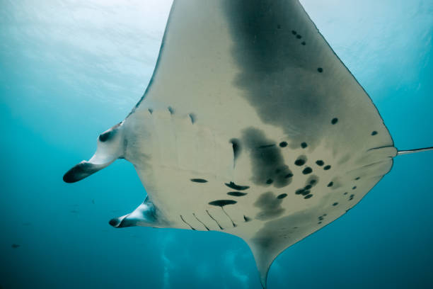 istock Manta ray swimming in clear blue water 1257752828