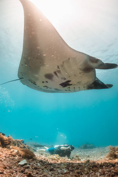 istock Manta ray swimming in clear blue water 1257752829