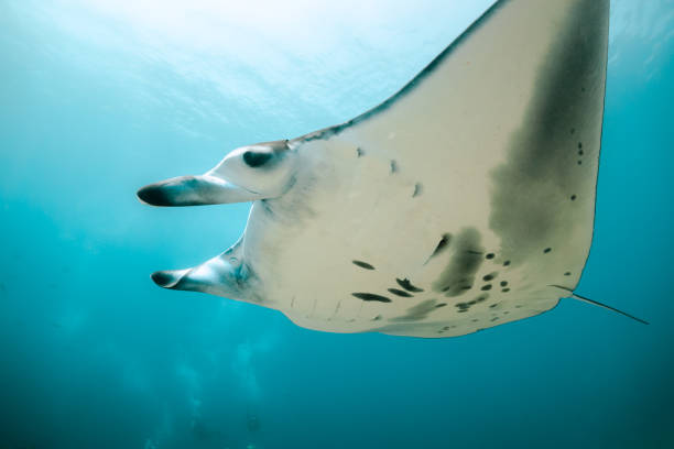 istock Manta ray swimming in clear blue water 1257752831