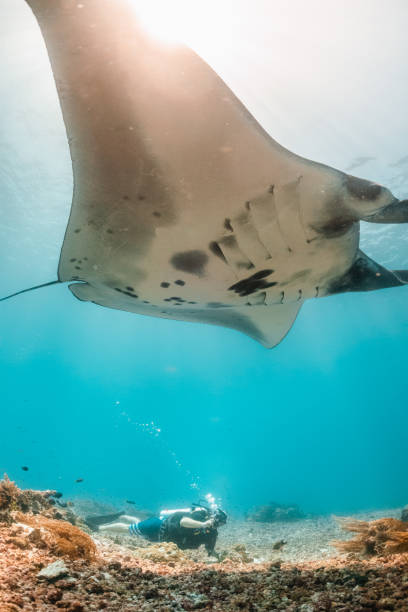 istock Manta ray swimming in clear blue water 1257752858