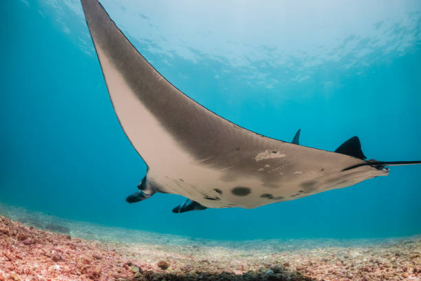 istock Manta ray swimming in clear blue water 1257752862