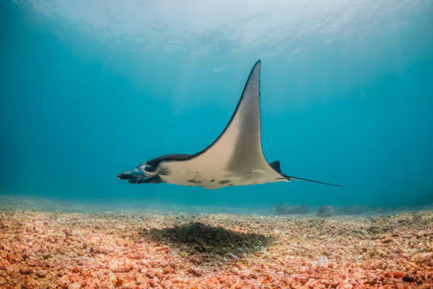 istock Manta ray swimming in clear blue water 1257752865
