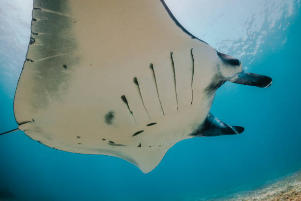 istock Manta ray swimming in clear blue water 1257752910